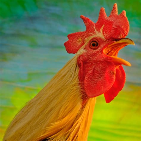 cokfight|Cockfighting Is Illegal in the U.S. Why Does It Breed so Many .